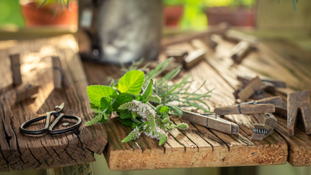 Fresh and aromatic herbs ready to dry in summerの写真素材