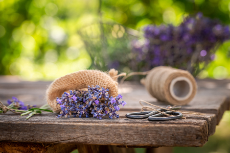 Aromatic and violet lavender freshly harvested in summerの写真素材