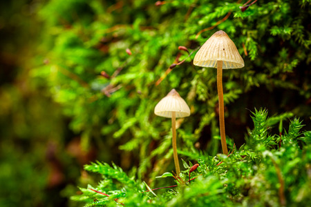 Wonderful wild mushrooms growing on green mossの写真素材