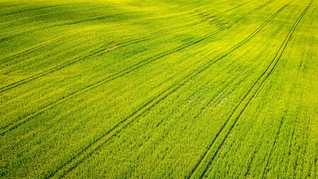 Yellow rape fields in the summer, aerial view of Polandの写真素材