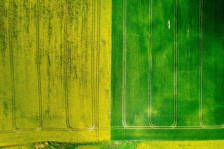 Green and yellow rape fields in Poland, from aboveの写真素材