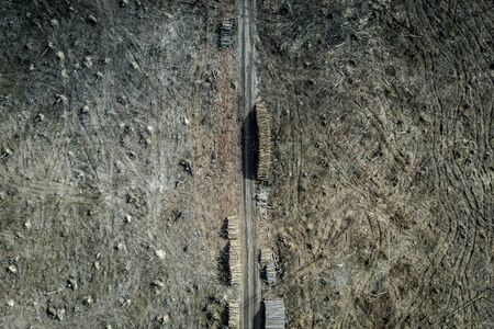 Horrible deforestation. harvesting a forest, view form above