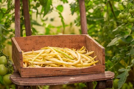 Yellow beans in a old wooden box in old greenhoueの写真素材