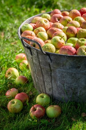 Fresh harvested and washed apples in sunny gardenの写真素材