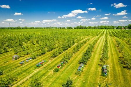 Beehives among the orchard with fruit trees, aerial viewの写真素材