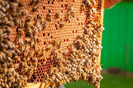 Closeup of frame with honey and bees in sunny dayの写真素材