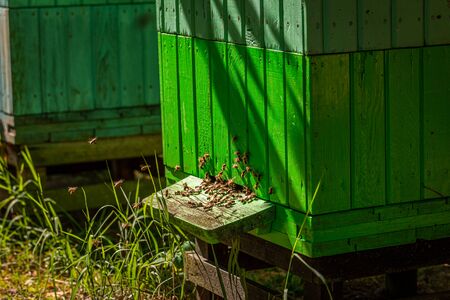 Ecological apiary in countryside, Poland in summer