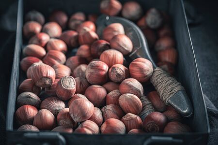 Fresh hazelnuts with a old metal nutcrackerの写真素材