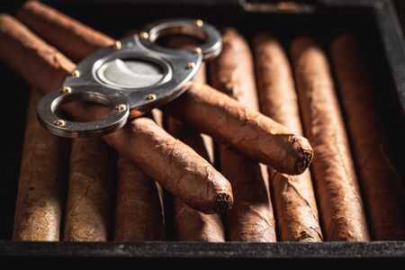 Cigars with guillotine cuts off cigars tip in humidorの写真素材