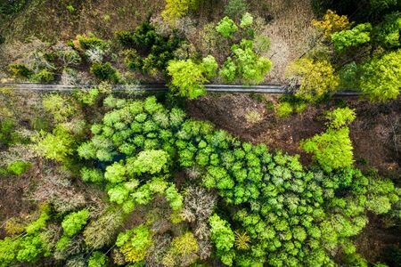 Top down view of green trees in early springの写真素材