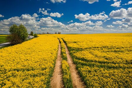 Yellow rape fields with tractor tracks in sunny day