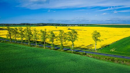 Aerial view of rape fields in sunny spring dayの写真素材
