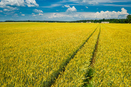 Golden fields of wheat in summer, aerial viewの写真素材