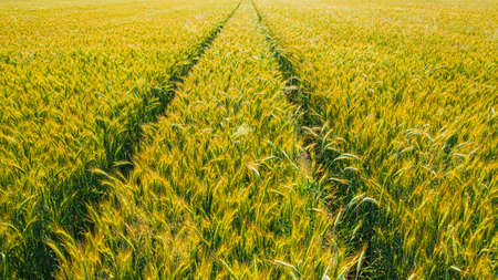 Closeup of golden fields of wheat in summer