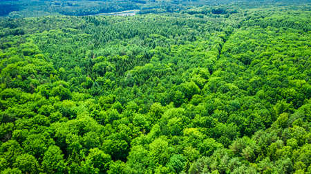 Aerial view of green forest in summer Poland, Europe