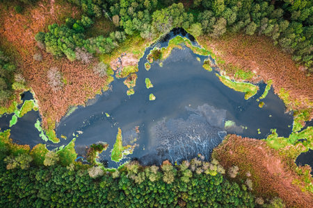 River and swamp in autumn, aerial view of Polandの写真素材