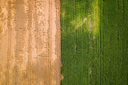 Half the field is green and half gold, aerial view of Polandの写真素材