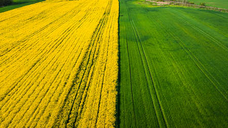 Yellow and green rape fields in spring, aerial view of Poland, Europeの写真素材