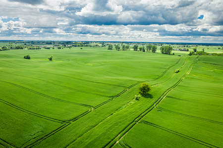 Green wheat field in Poland. Agriculture in Poland. Countryside in spring