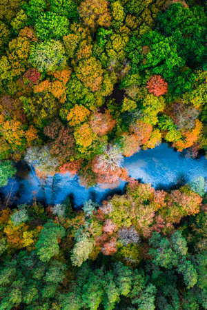 Autumn forest and river. Wildlife in Poland. Aerial view of natureの写真素材