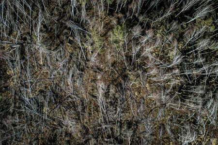 Aerial view of deforestation, logging, environmental destruction. Destroyed forest by industry.の写真素材