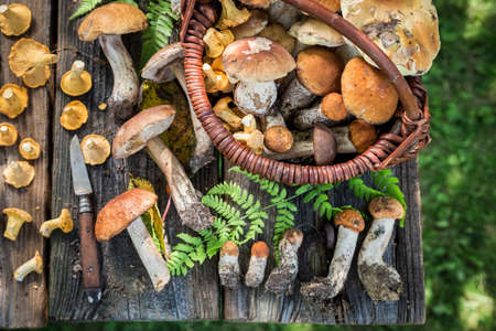 Edible mushrooms freshly picked from forest. Wild and fresh mushrooms. Autumn harvest in the forest.の写真素材