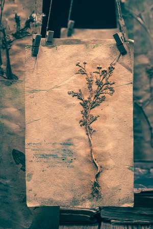 Strange herbalist workshop with flowers and dried herbs for Halloween. Background for halloween.の写真素材