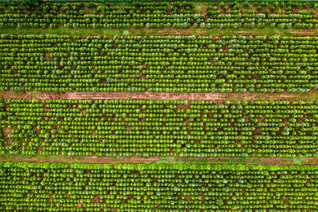Aerial view of the afforestation of the area. Tree population restoration. Industrial tree plantation.の写真素材