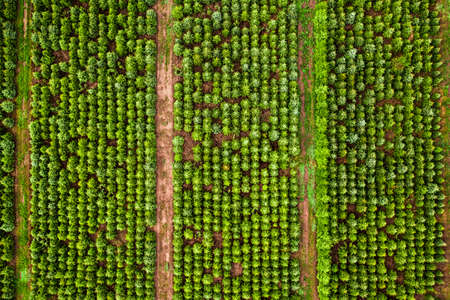 Top view of the afforestation of the area. Tree population restoration. Industrial tree plantation.