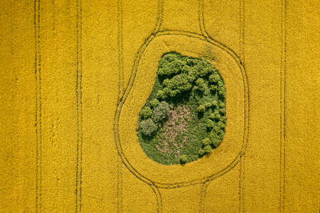 Amazing yellow raps flowers in Poland countryside. Nature at spring in Europe.の写真素材