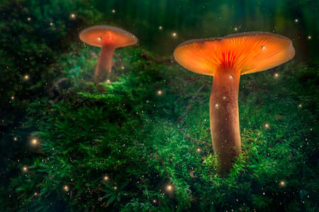 Glowing mushrooms and fireflies on moss in forest at dusk. Glowing mushrooms in dark forest.