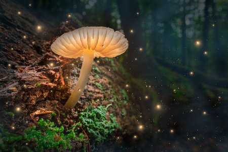 Glowing mushroom with fireflies in magical forest. Mushroom lamps in dark forest after dusk.の写真素材