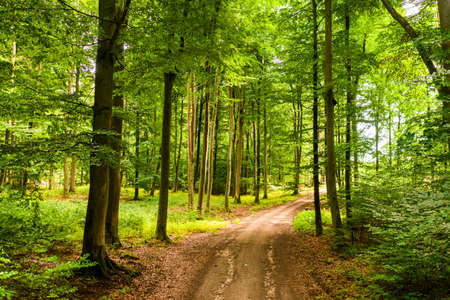 Summer forest and leafy footpath in Poland, Europe