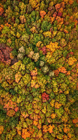 Wonderful forest in the fall. Aerial view of wildlife. Nature in Poland, Europe.