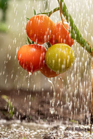 Healthy tomatoes in a small backyard greenhouse. Watering ecological tomatoes in a greenhouse.の写真素材