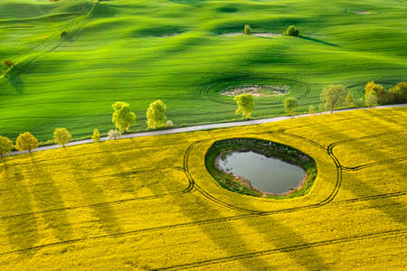 Yellow rape fields in Poland countryside. Aerial view of agriculture in Poland.