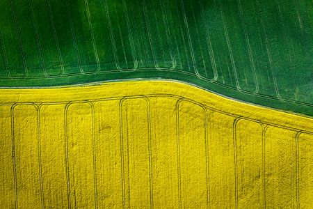 Top down view of green and yellow field in countryside. Aerial view of agriculture in Poland.の写真素材