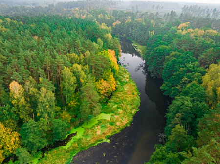 River and foggy forest in autumn. Aerial view of wildlife. Nature in Poland, Europe.の写真素材