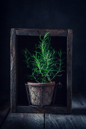 Fresh rosemary in old clay flower pot on rustic tableの写真素材