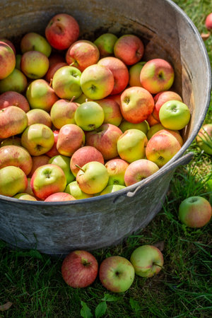 Ripe and fresh apples in asunny day. Apples picked in the garden in summer.の写真素材