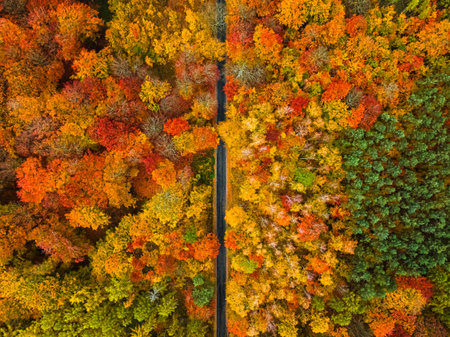 Stunning autumn in the forest with colorful leaves and road. Aerial view of wildlife.の写真素材