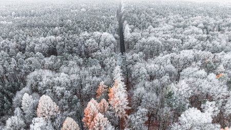 Winter frozen forest with rime and black asphalt road, Poland. Wildlife in winter Poland, Europe.の写真素材