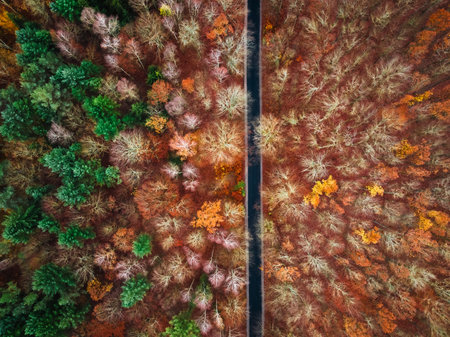 Stunning forest in the fall view from above. Nature in Poland, Europe.