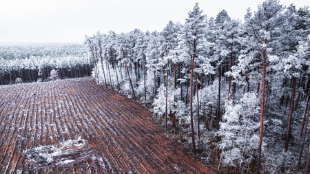 Forest covered with hearfrost in winter. Aerial view of nature in Poland. Wildlife in winter Poland, Europe.の写真素材