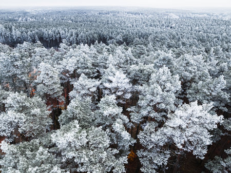 Frozen forest covered with rime and snow in winter, Poland. Wildlife in winter Poland, Europe.の写真素材