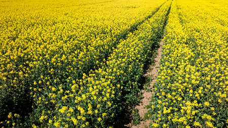 Yellow rape flowers with tractor tracks in countryside. Aerial view of agriculture.