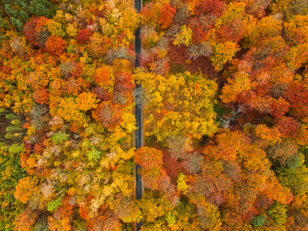 Autumn in the forest with road and colorful leaves. Polish rainforests in autumn.の写真素材