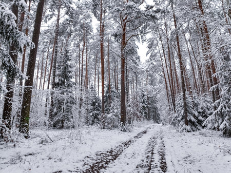 Aerial view of snowy forest and road in winter. Wildlife in winter Poland, Europe.の写真素材