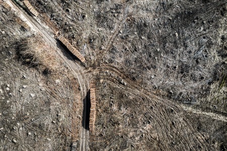 Flying above terrible deforestation, environmental destruction in Poland after tornadoの写真素材