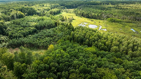 Big rainforest in Poland, Europe. Aerial view of endless green forest.の写真素材